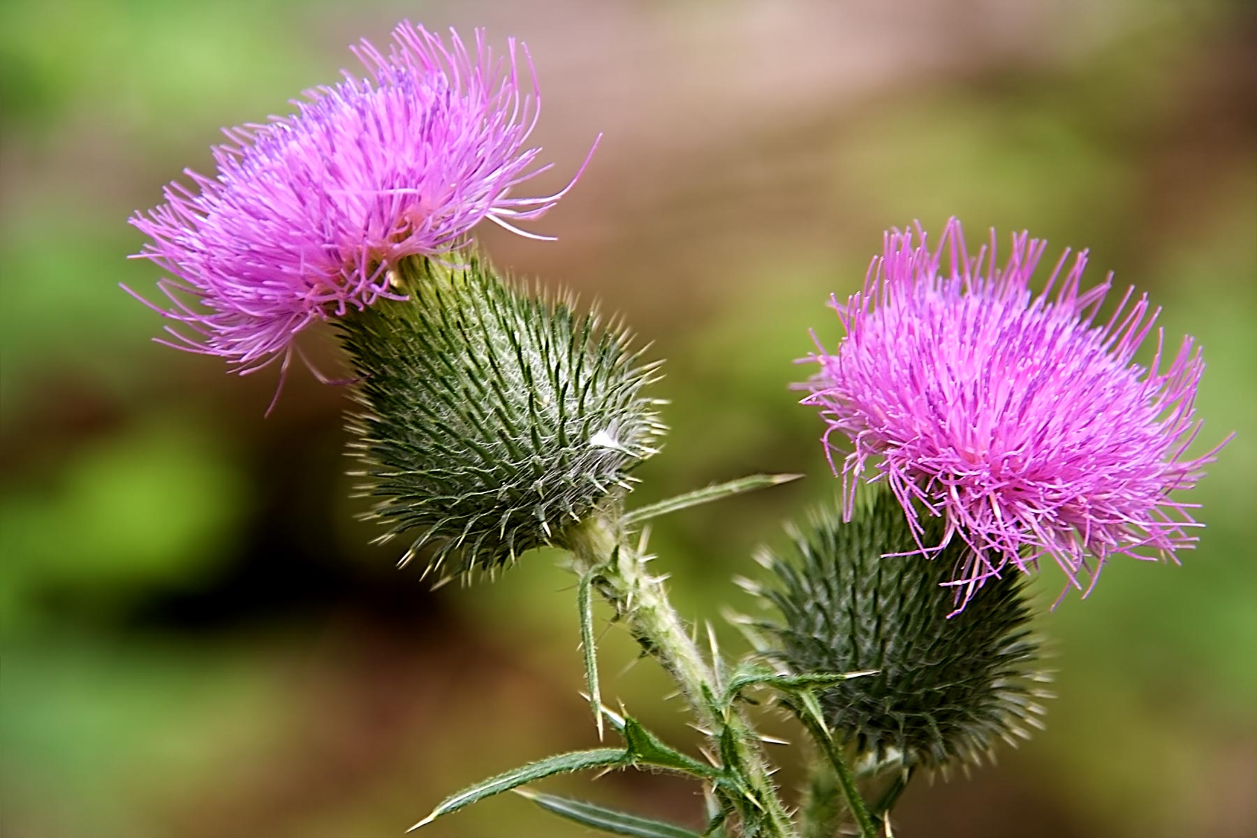 !flowers burr.jpg