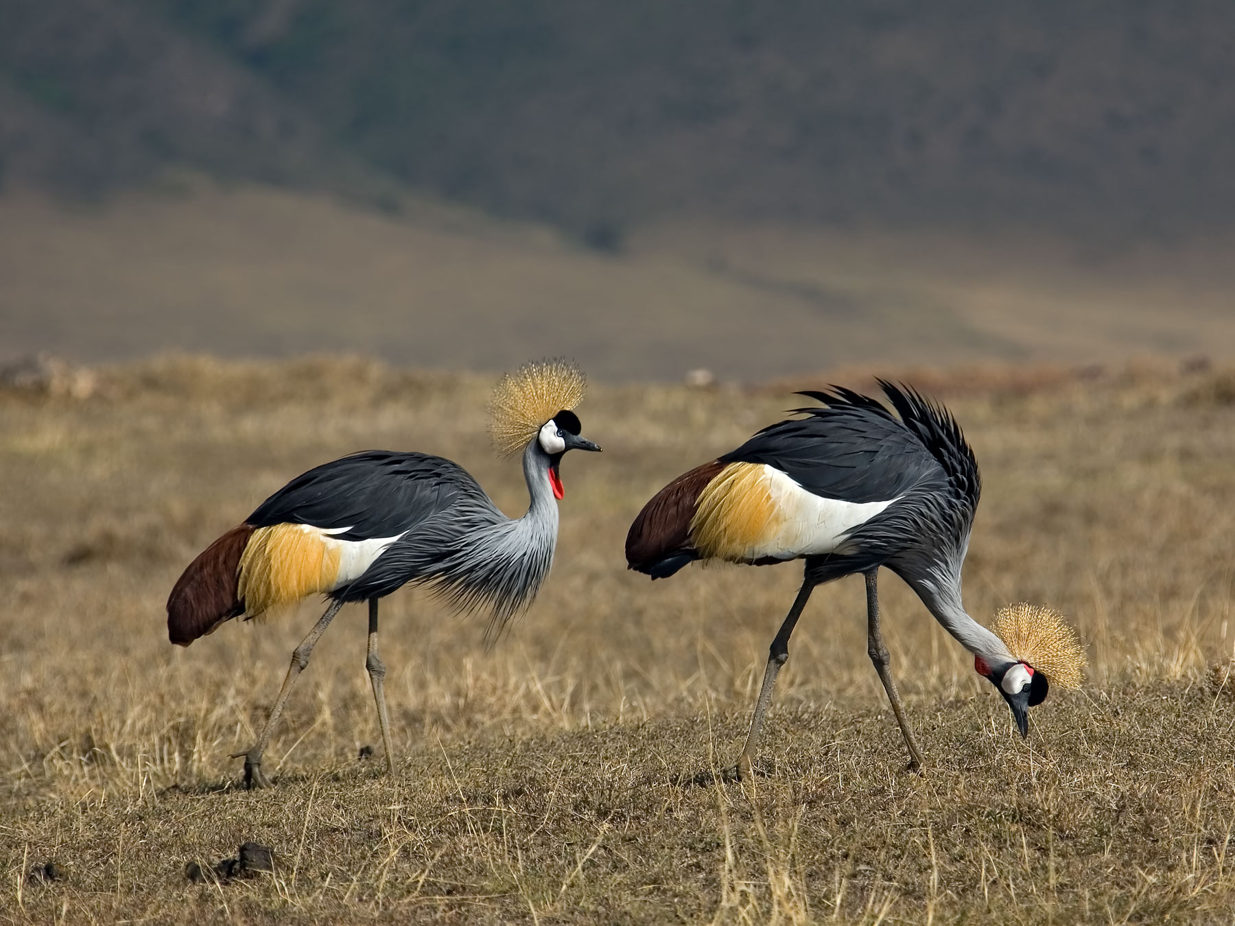 !grey crowned crane animals 066 (375) for 18x24.jpg