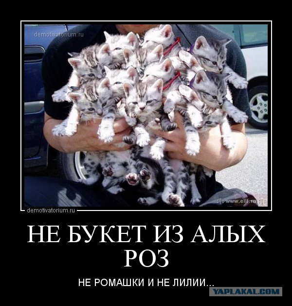 котобукет.jpg