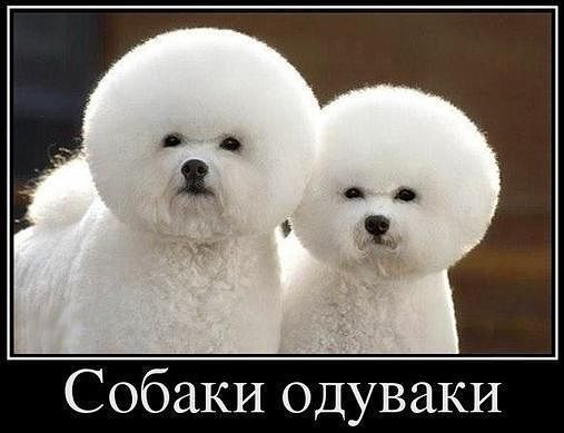 sobaki-oduvaki.jpg