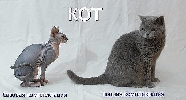 кот.jpg