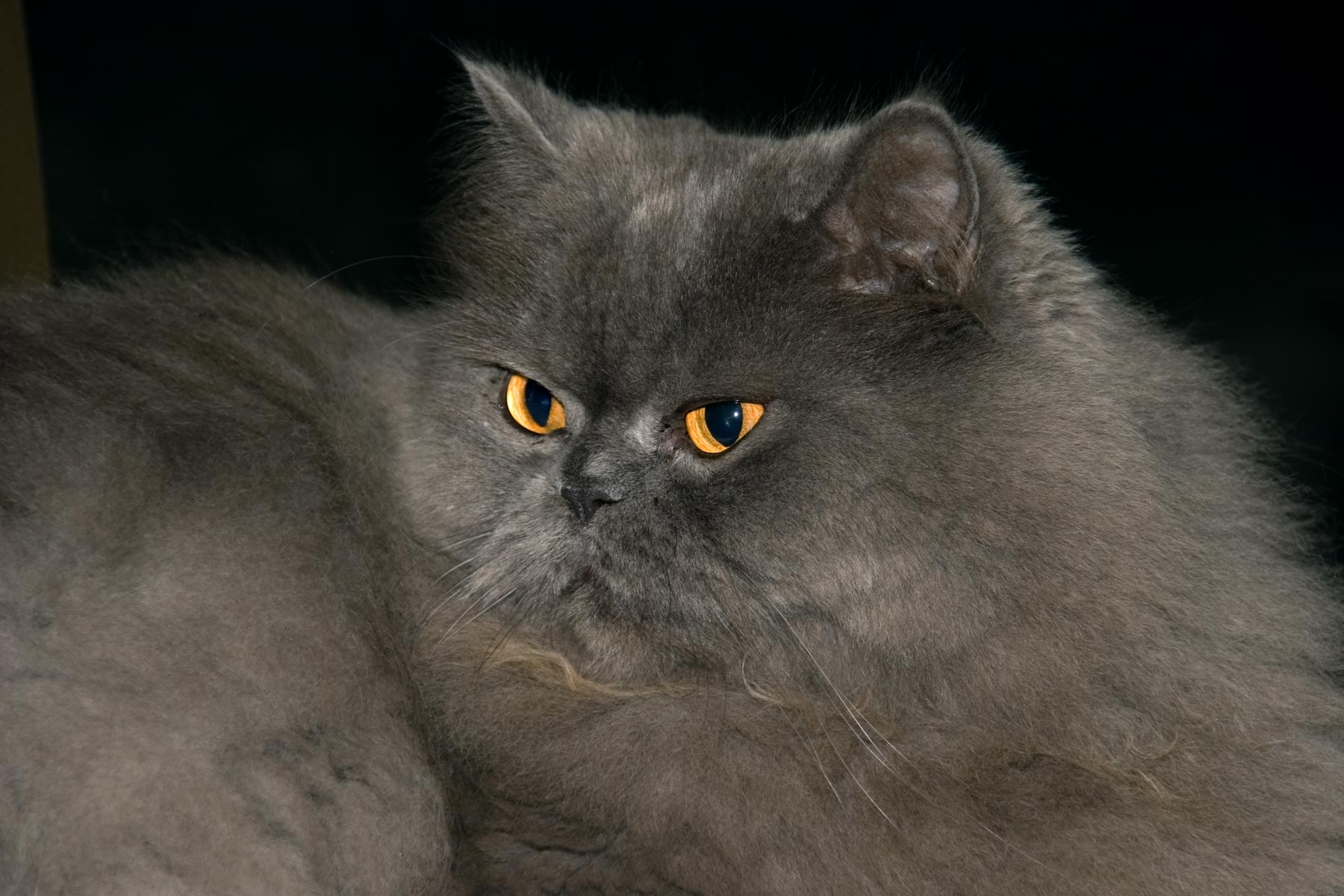 !cat-persian-04.jpg