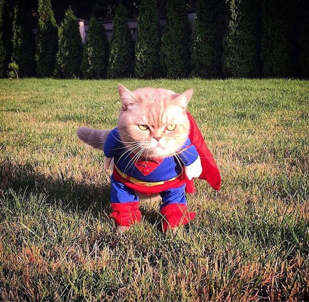 supercat.jpg