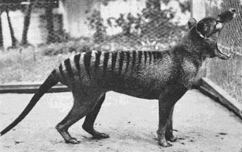 wolf.jpg