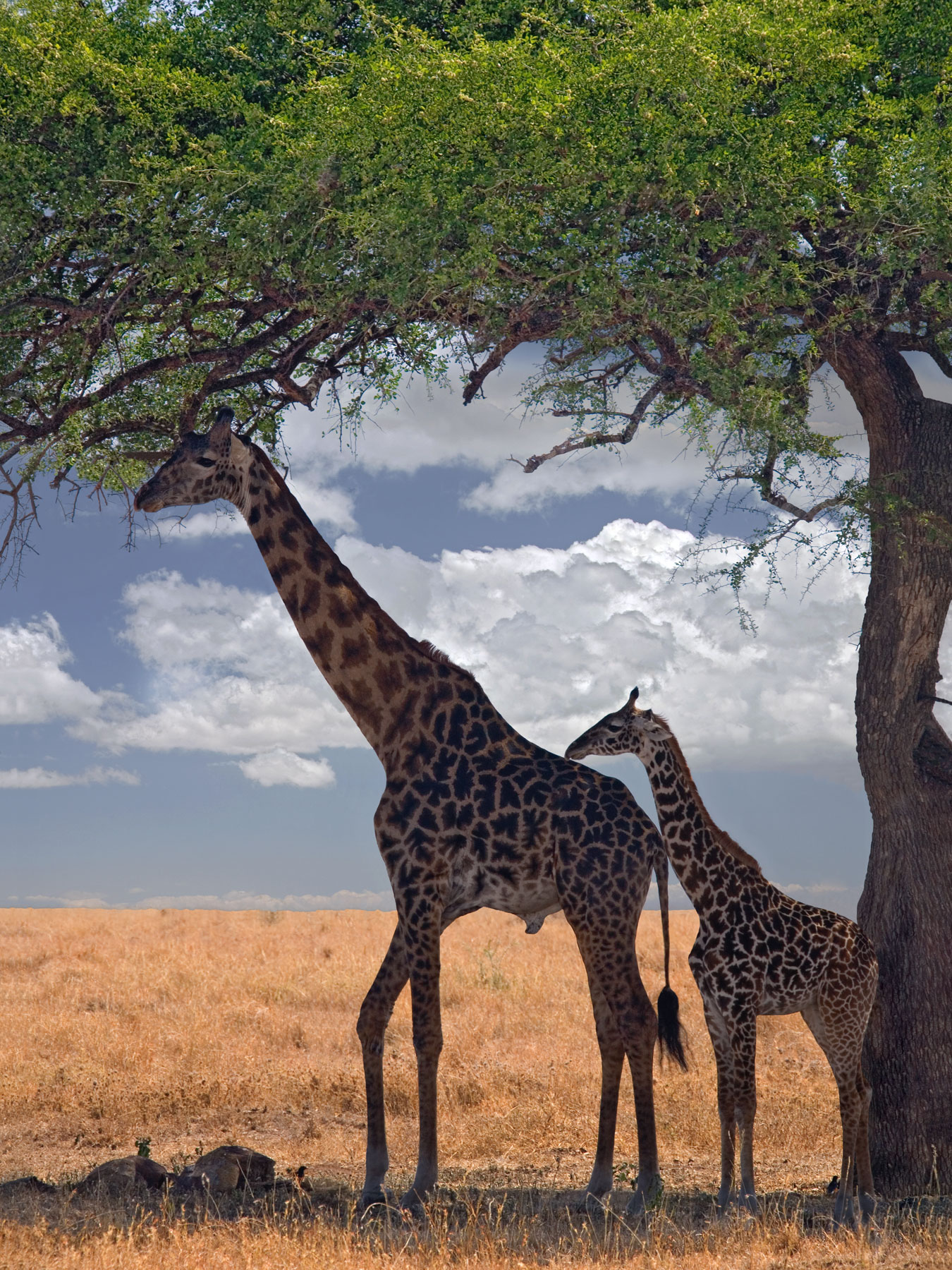 !giraffe father and baby animals 047 giraffe (320) for 18x24.jpg