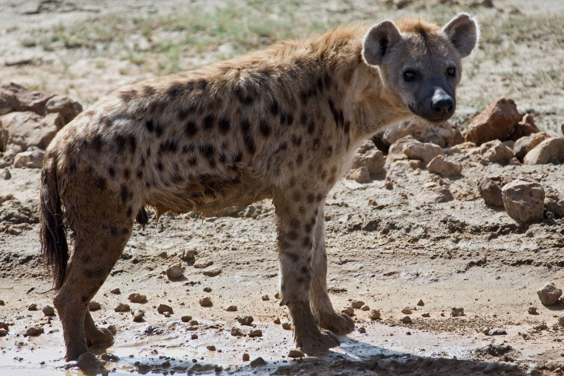 377-2006_01_10_ngorongoro.jpg