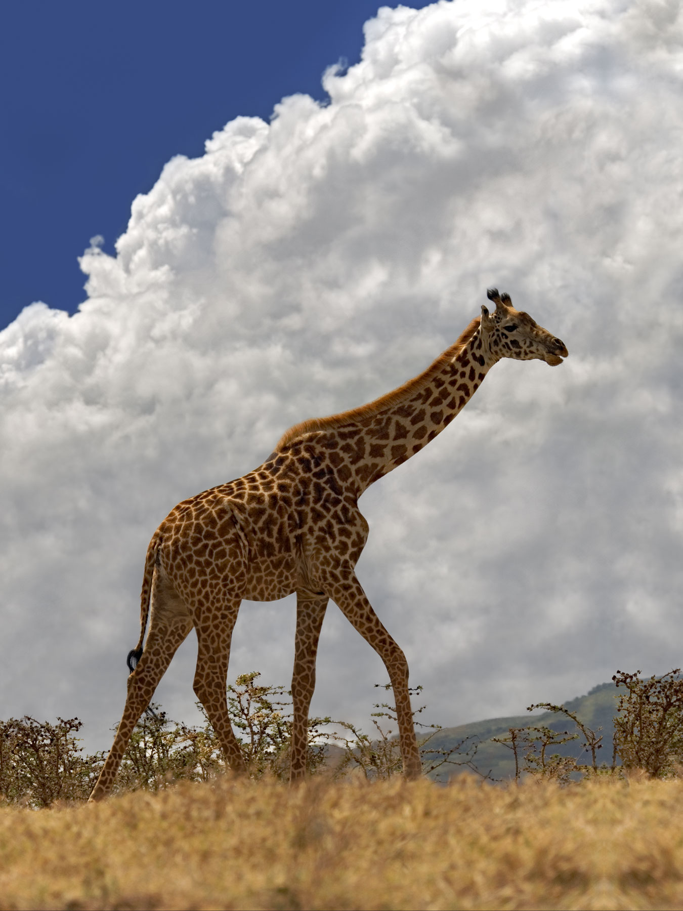 !giraffe and sky animals 025 giraffe (270) for 18x24.jpg