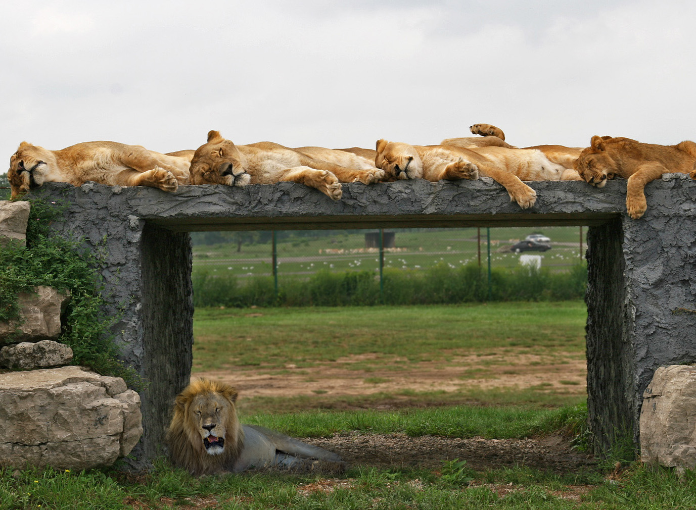 lions toronto1.jpg