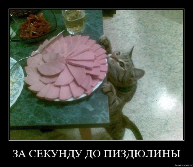 котик1.jpg