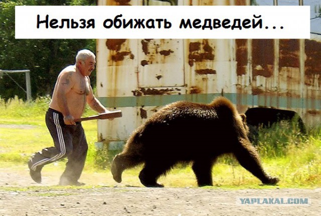 медведь.jpg