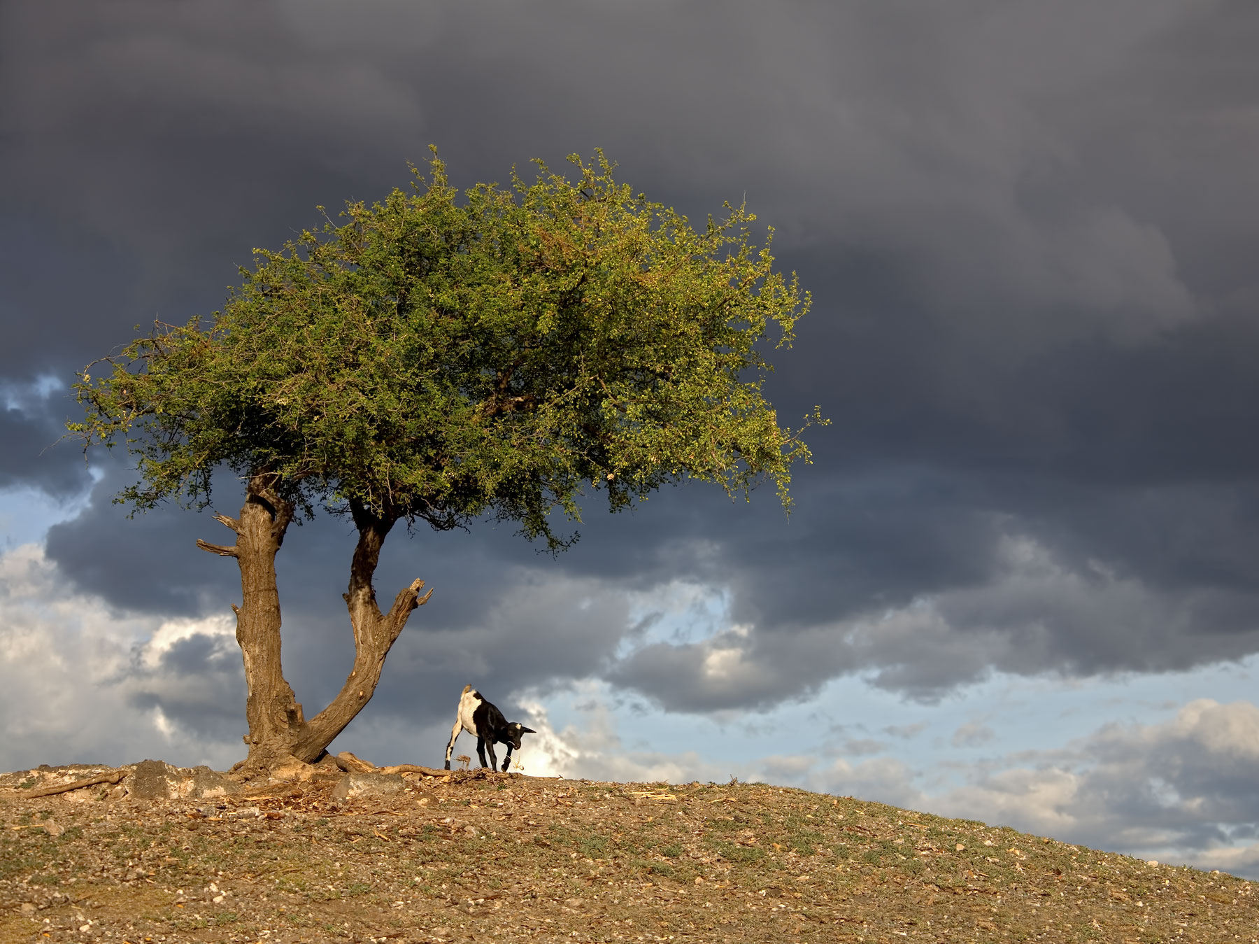 !cow under tree and dark sky africa landscape 030 serengeti (359) for 18x24.jpg