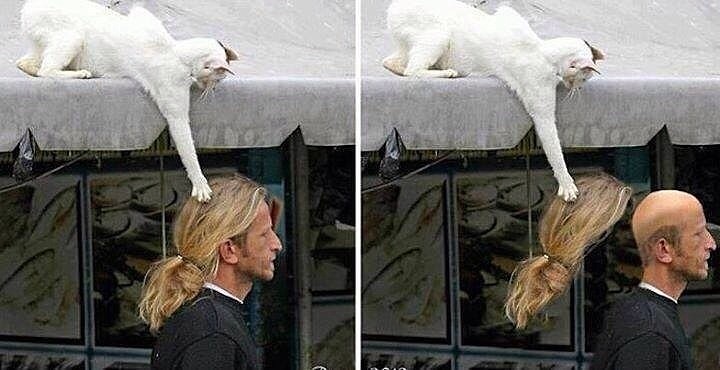 котик.jpg