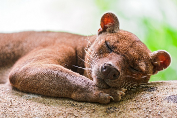 fossa___tambako.jpg