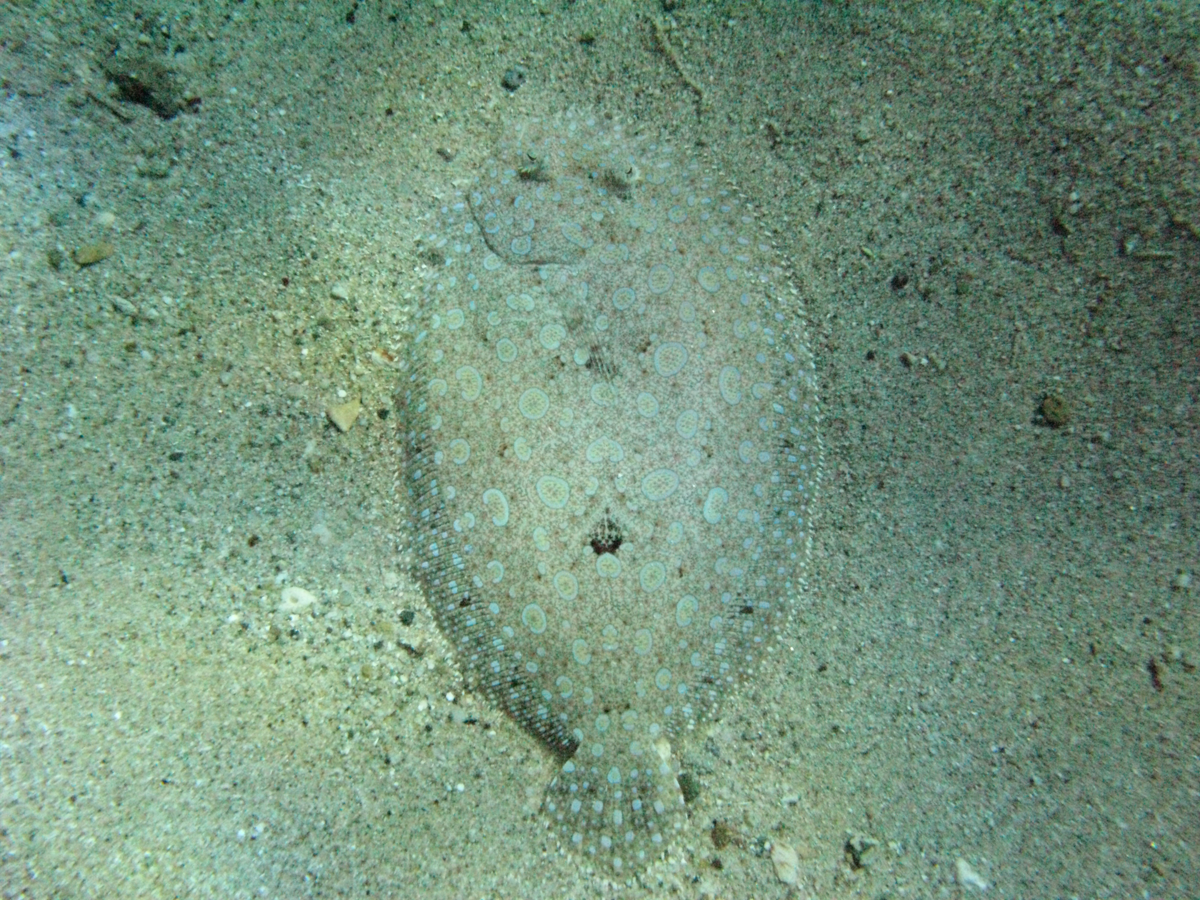 IMG_4447.jpg